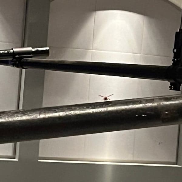 We installed a new landing spot for this friendly wasp.